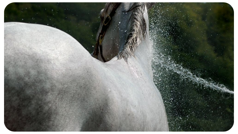 Electrolytes for horses with Diarrhoea 